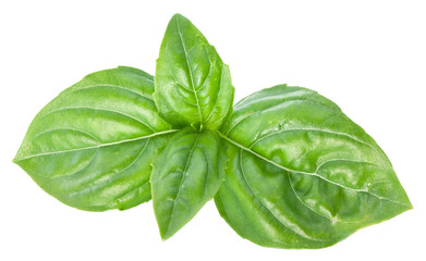 Green basil leaves isolated on a white.