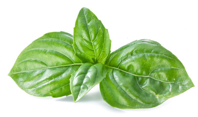 Green basil leaves isolated on a white.