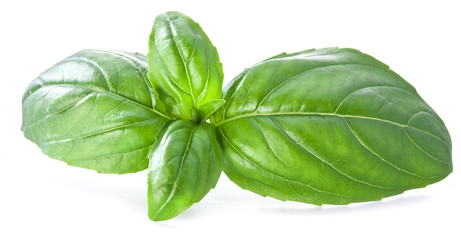 Green basil leaves isolated on a white.