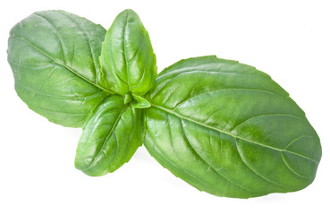 Green basil leaves isolated on a white.