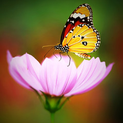 monarch butterfly