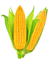 corn