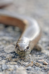 Slow worm lizard