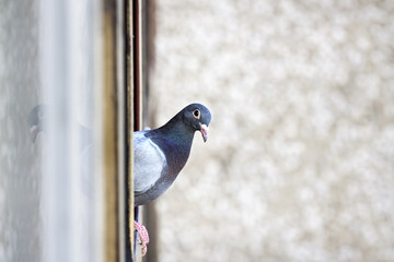 Pigeon on the window