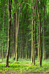 Fototapeta na wymiar beech tall green trees in summer forest