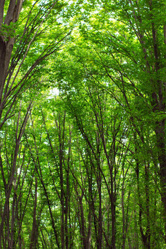 beech tall green trees in summer forest