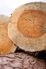 Close up of stacked wood rings