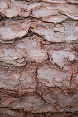 Close up of stacked tree trunks
