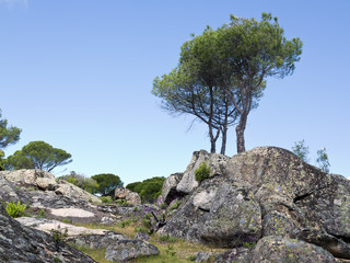 Pinos y granito en Cadalso de los Vidrios