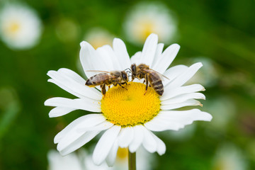 Bees sucking nectar from daisy flower