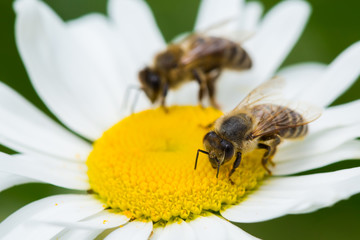 Bees sucking nectar from daisy flower