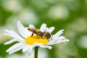 Bees sucking nectar from daisy flower