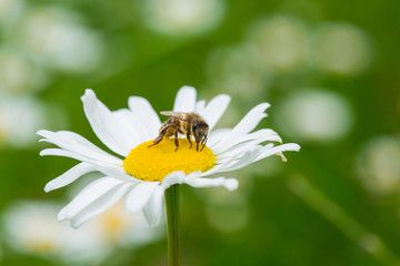 Bee sucking nectar from daisy flower