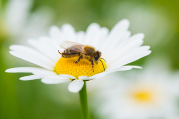 Bee sucking nectar from daisy flower