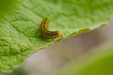 Caterpillar on a green leaf