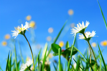 gänseblümchen in einer wiese © bildkistl
