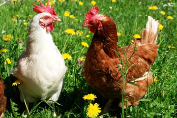 weiß und braun huhn auf wiese