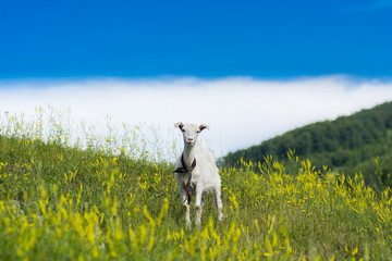 Goatling