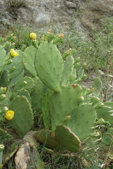 figuier de barbarie (opuntia ficus-indica)