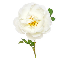 White wild rose flower