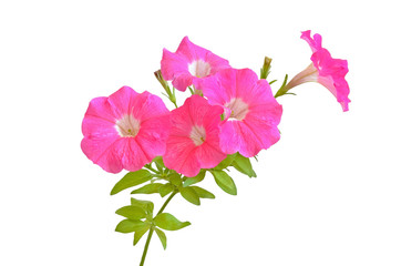 Pink petunia flowers - obrazy, fototapety, plakaty