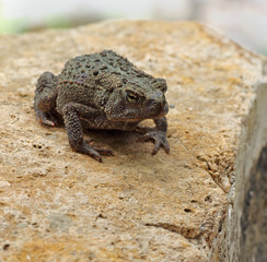 Toad on a Rock