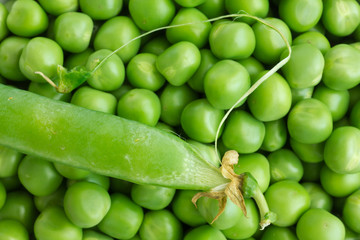 Fresh garden peas shot from above. Wet and with pod.