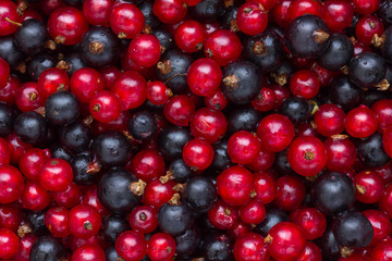 Detail of freshly picked red and black currants. From above.