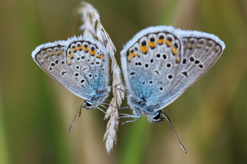 Two butterflies - Common Blue (Polyommatus icarus)