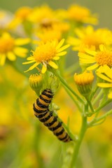 Caterpillar of Tyria jacobaeae