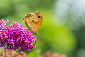 Brown Meadow (Maniola jurtina)