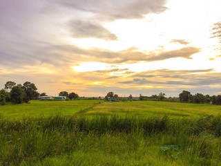 Colorful on the cornfield