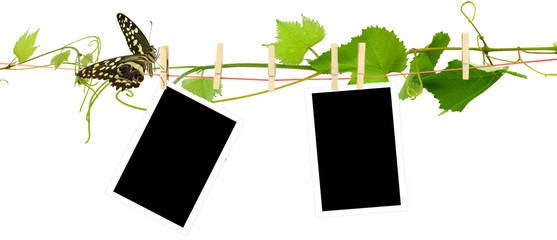fonds pour photos sur corde à linge et vigne © Unclesam