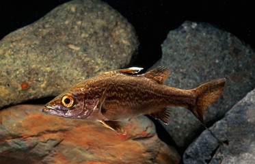 クイーンナイルパーチ