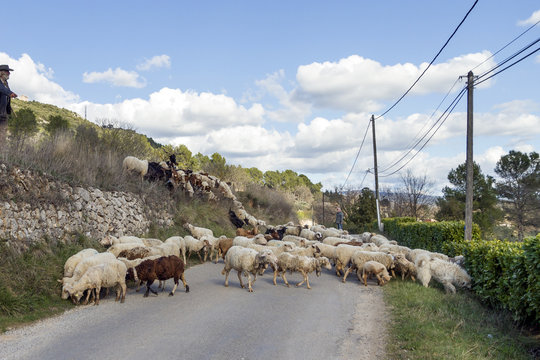 Kudde schapen op de weg