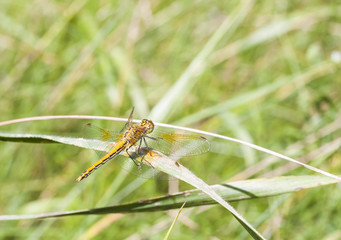 Yellow dragonfly on a plant straw