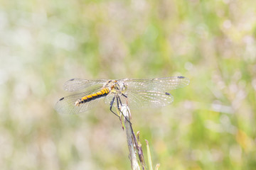 Yellow dragonfly on a plant straw