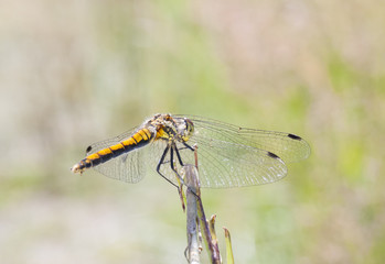 Yellow dragonfly on a plant straw