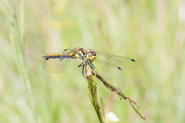 Yellow dragonfly on a plant straw