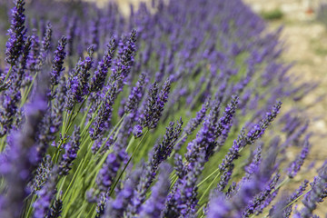 Lavande en Provence