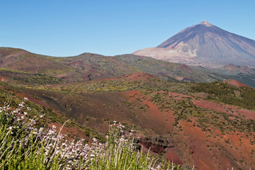 Frühling am Teide