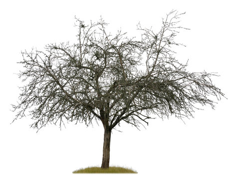 Freigestellter toter Baum vor weißem Hintergrund