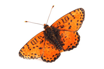 Butterfly - Spotted Fritillary (Melitaea didyma) on white