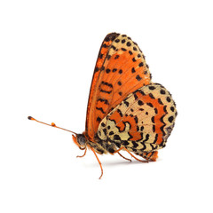 Naklejka premium Butterfly - Spotted Fritillary (Melitaea didyma) on white