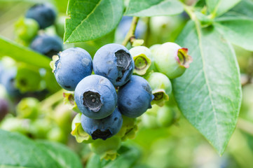 Blueberries ripening on the bush