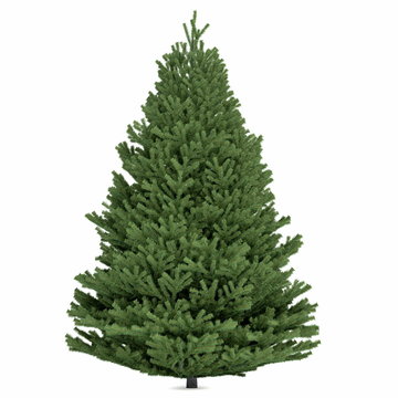 Fototapeta Fir tree isolated