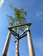 Jungbaum an Baumpfählen angebunden