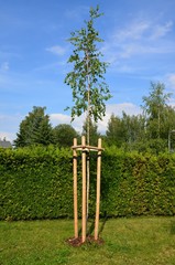 Junge Birke - Jungbaum angebunden