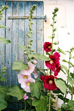 helle und dunkle stockrosen