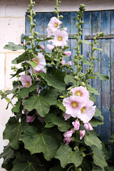 rosa stockrose vor fensterladen